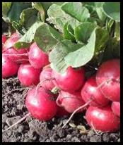 Vogerlsalat Feld Reihen